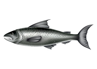 Salmon fish. Whole fish isolated on white background. Raw seafood  illustration. Realistic product of healthy nutrition