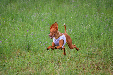 cirneco dell etna running full speed at lure coursing