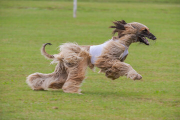 afghan borzoi dog running lure coursing competition on field