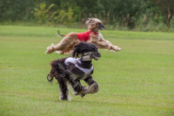 two afghan borzoi dogs running lure coursing competition on field