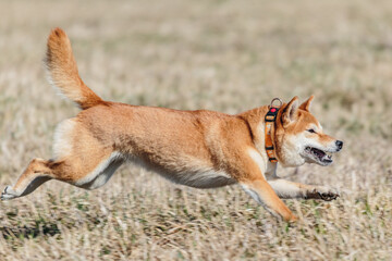 shiba inu dog running on the field in lure coursing