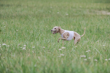 Whippet running in jacket coursing field on lure coursing