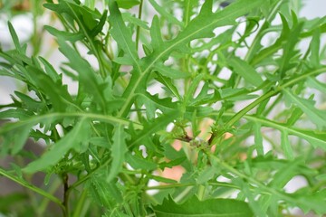 Obraz premium Some arugula leaves as a close up