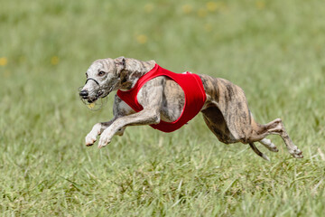 Whippet running in a red jacket coursing field on lure coursing