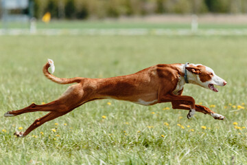 Podenco dog running full speed at lure coursing
