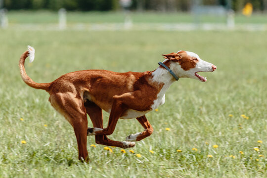 Podenco dog running full speed at lure coursing