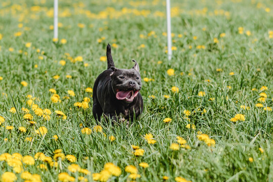Staffordshire Bull Terrier running straight at the camera