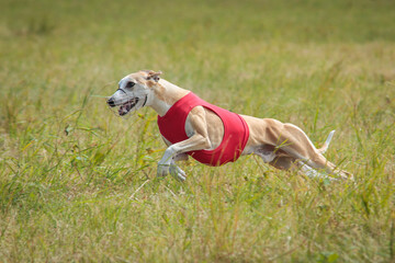 Whippet running in a red jacket coursing field on lure coursing