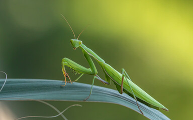 Mantis religiosa