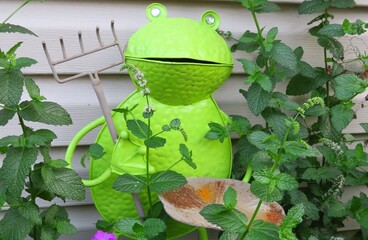 Whimsical green metallic garden frog decoration keeping a watchful eye on the growing mint plants...