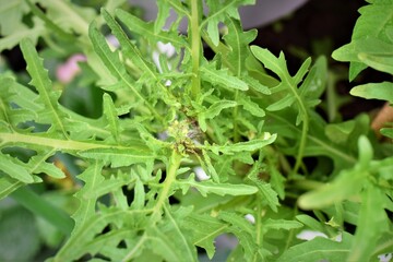 Some arugula leaves as a close up