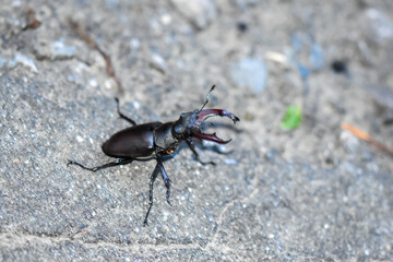 Closeup shot of a stag beetle