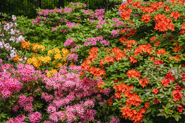 Close up on a mix of vaierty of Rhododendron flowers