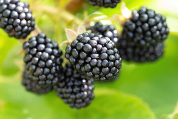 Natural fresh blackberries in a garden. Bunch of ripe blackberry fruit - Rubus fruticosus - on branch of plant with green leaves on farm. Organic farming, healthy food, BIO viands.