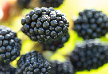 Natural fresh blackberries in a garden. Bunch of ripe blackberry fruit - Rubus fruticosus - on...