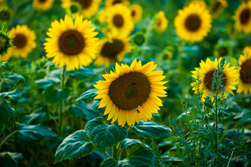 field of sunflowers