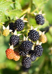 Natural fresh blackberries in a garden. Bunch of ripe and unripe blackberry fruit - Rubus fruticosus - on branch of plant with green leaves on farm. Organic farming, healthy food, BIO viands.
