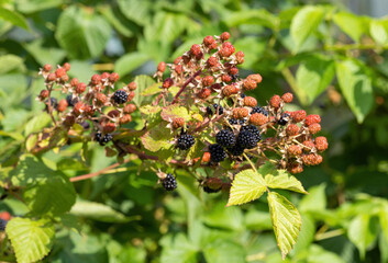 Natural fresh blackberries in a garden. Bunch of ripe and unripe blackberry fruit - Rubus fruticosus - on branch of plant with green leaves on farm. Organic farming, healthy food, BIO viands.