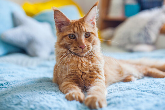 Portrait of a curious 6 month old red Maine Coon cat.
