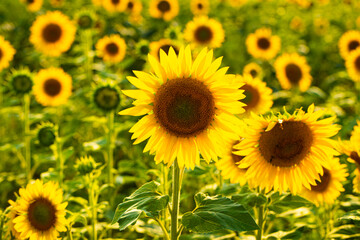sunflowers in the field