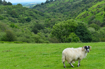 Obraz premium Blackface is tough and adaptable breed found in more exposed locations such as the Scottish Highlands or roaming on the moors of Dartmoor National Park This is the most common domestic sheep in the UK
