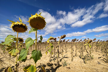 Sunflowers Groing on the Meseta Fields along teh Way of St James Pilgrim Trail Camino de Santiago
