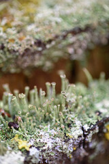 Close up of forest micro plants.