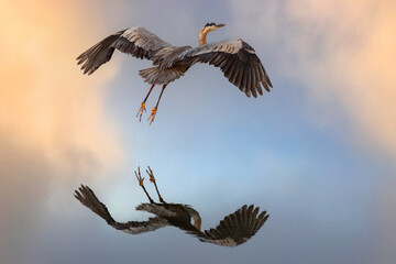 Great Blue Heron  (Ardea herodias) soaring over water reflection on calm beautiful morning in Maine