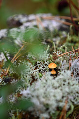 Close up of toadstools on the stump.
