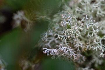 Close up of forest micro plants.