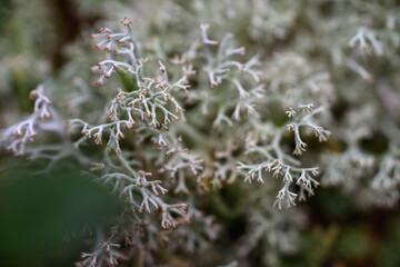 Close up of forest micro plants.