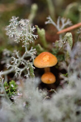 Close up of toadstools on the stump.