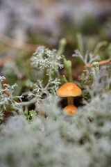 Close up of toadstools on the stump.