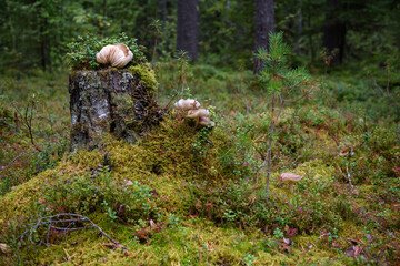 Toadstool mushrooms in the forest on an old stump