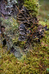 Close up of forest micro plants.