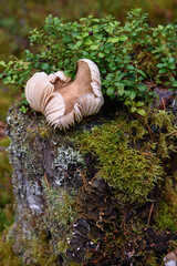 Toadstool mushrooms in the forest on an old stump