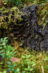 Close up of forest micro plants.