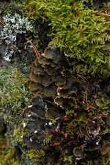 Close up of forest micro plants.