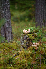 Toadstool mushrooms in the forest on an old stump
