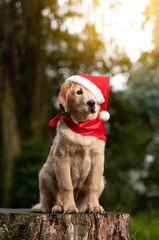 labrador dog sitting in the middle of the forest wearing a red scarf and red christmas hat, christmas concept