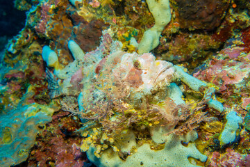 フィリピン、セブ島の南西部にあるモアルボアルでダイビングする風景 Scenery of diving in Moalboal, southwest of Cebu Island, Philippines.