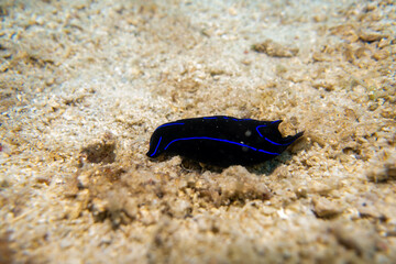 フィリピン、セブ島の南西部にあるモアルボアルでダイビングする風景 Scenery of diving in Moalboal, southwest of Cebu Island, Philippines.