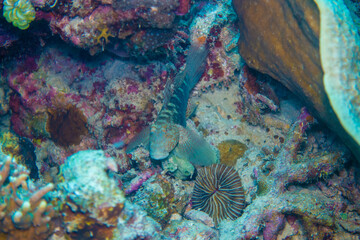 フィリピン、セブ島の南西部にあるモアルボアルでダイビングする風景 Scenery of diving in Moalboal, southwest of Cebu Island, Philippines.
