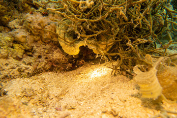 フィリピン、セブ島の南西部にあるモアルボアルでダイビングする風景 Scenery of diving in Moalboal, southwest of Cebu Island, Philippines.