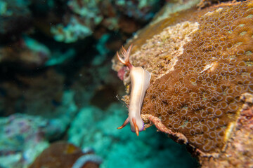 フィリピン、セブ島の南西部にあるモアルボアルでダイビングする風景 Scenery of diving in Moalboal, southwest of Cebu Island, Philippines.