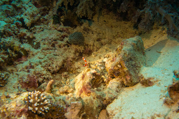 フィリピン、セブ島の南西部にあるモアルボアルでダイビングする風景 Scenery of diving in Moalboal, southwest of Cebu Island, Philippines.