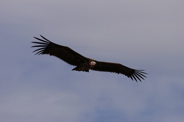 Vulture living in Masai Mara, Kenya