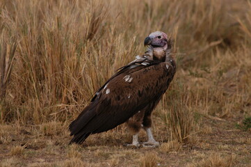 Vulture living in Masai Mara, Kenya