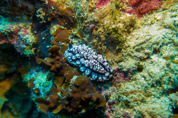 フィリピン、セブ島の南西部にあるモアルボアルでダイビングする風景 Scenery of diving in Moalboal, southwest of Cebu Island, Philippines.