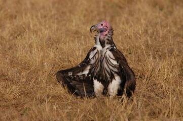 Vulture living in Masai Mara, Kenya